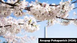 Cherry Blossoms reach their peak bloom at Tidal Basin, Washington, D.C.