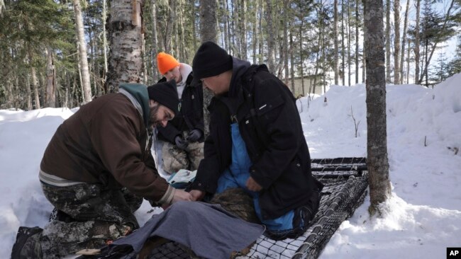 These samples, including a COVID-19 test on the animal, will be sent to scientists for research. (AP Photo/Emma H. Tobin)