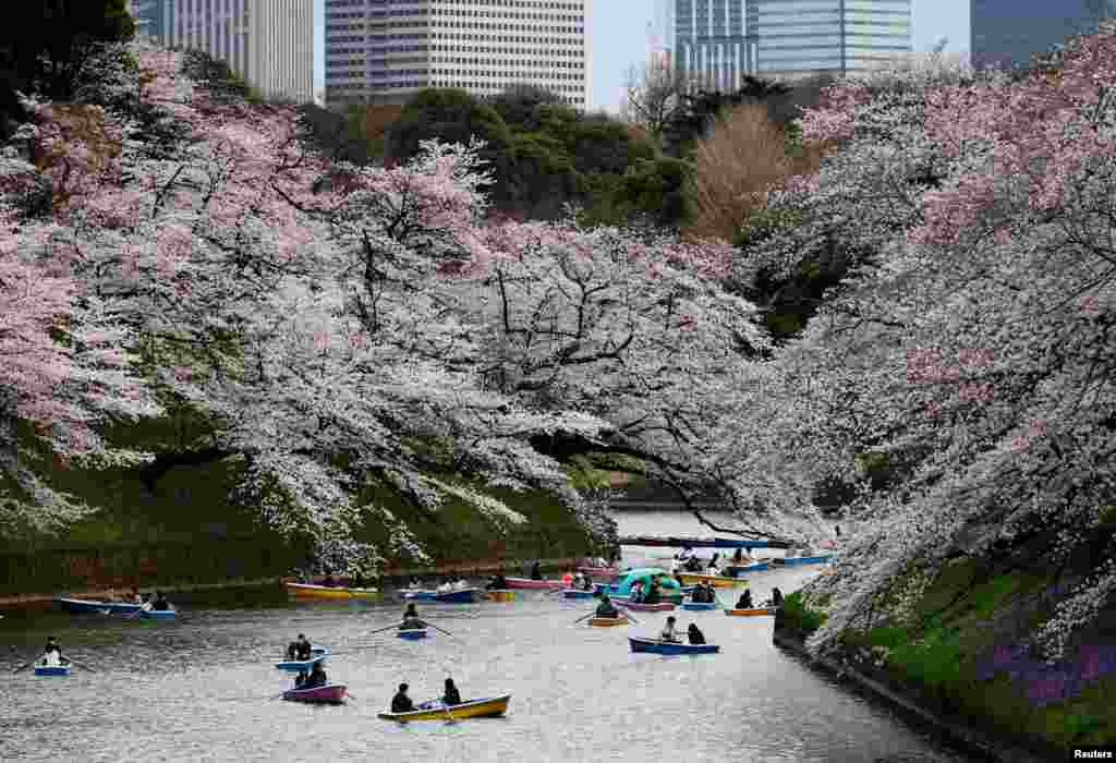Visitors ride boats next to blooming cherry blossoms at Chidorigafuchi Park in Tokyo, Japan.