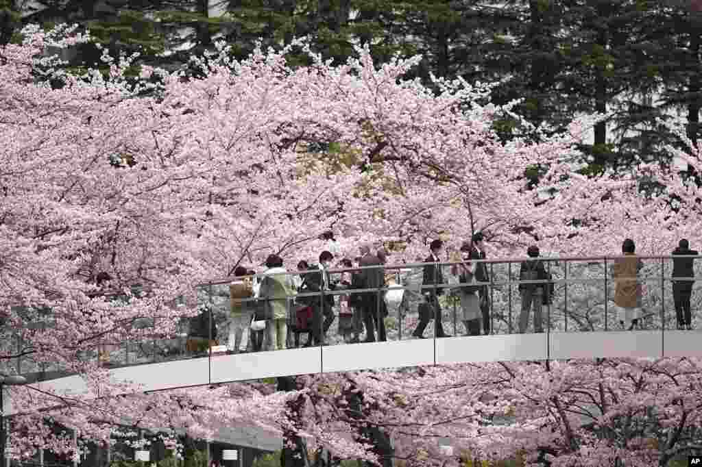 Visitors look at seasonal cherry blossoms from a walking bridge in the Roppongi district in Tokyo, Japan.