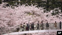 Visitors view seasonal cherry blossoms from a pedestrian bridge in the Roppongi district in Tokyo, Japan.