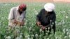 아프간 탈레반 정부, 양귀비 재배 금지