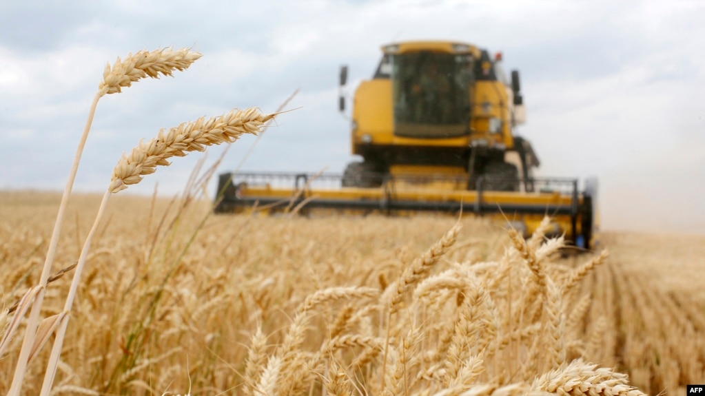 Panen gandum di ladang dekat desa Krasne, di daerah Chernihiv, 120 km ke utara dari Kyiv, pada 5 Juli 2019. (Foto: AFP)