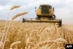 Panen gabungan mengambil gandum di ladang dekat Desa Krasne, di daerah Chernihiv, 120 km utara dari Kyiv, 5 Juli 2019. (Foto: AFP)