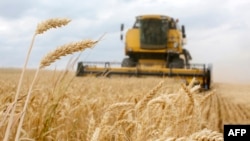 A combine harvesting picks up the wheat on a field near the Krasne village, in the Chernihiv area, 120 km to the north from Kiev, on July 05, 2019.