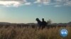 Ancient Grain Teff Takes Root on US Plains