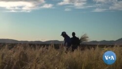 Ancient Grain Teff Takes Root on US Plains