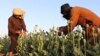 Taliban Ban Opium Poppy Cultivation in Afghanistan