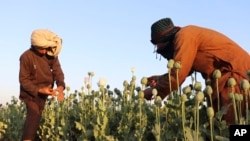 Agricultores afegãos na colheita da papoila, no distrito de Nad Ali, província de Helmand, 1 de Abril, 2022. 