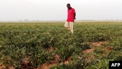 Un agriculteur dans ses plantations de tomates dans les champs d'irrigation de Kadawa, à l'extérieur de la ville de Kano, dans le nord du Nigeria, le 12 janvier 2015. Les tomates sont l'une des denrées dont Aliko Dangote espère changer la production grâce à son usine. (Photo AFP)