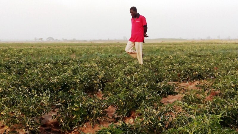 Le Nigérian Aliko Dangoté entre à pas de géant sur le marché des engrais