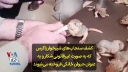 کشف سنجاب‌های شیرخوار زاگرس که به صورت غیرقانونی شکار و به عنوان حیوان خانگی فروخته می‌شوند