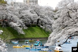 People in boats view cherry blossoms in full bloom at the Chidorigafuchi palace moat in Tokyo, March 28, 2022.
