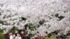 Japan Enjoys Cherry Blossom Season Despite COVID-19 Worries 