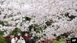 People wearing face masks stroll under cherry blossoms in full bloom at the Zojoji temple in Tokyo, March 29, 2022. 