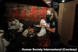 Relawan Dog Meat Free Indonesia (DMFI) menyelamatkan beberapa anjing yang hendak diperdagangkan. (Courtesy Human Society Internasional)