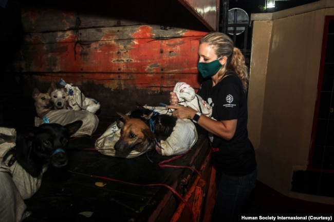 Relawan Dog Meat Free Indonesia (DMFI) menyelamatkan beberapa anjing yang hendak diperdagangkan. (Courtesy Human Society Internasional)