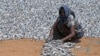 A worker dries fish at a fishery harbor in Negombo, Sri Lanka, March 24, 2022.