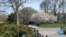 Amerikaga sayohat: Markaziy park