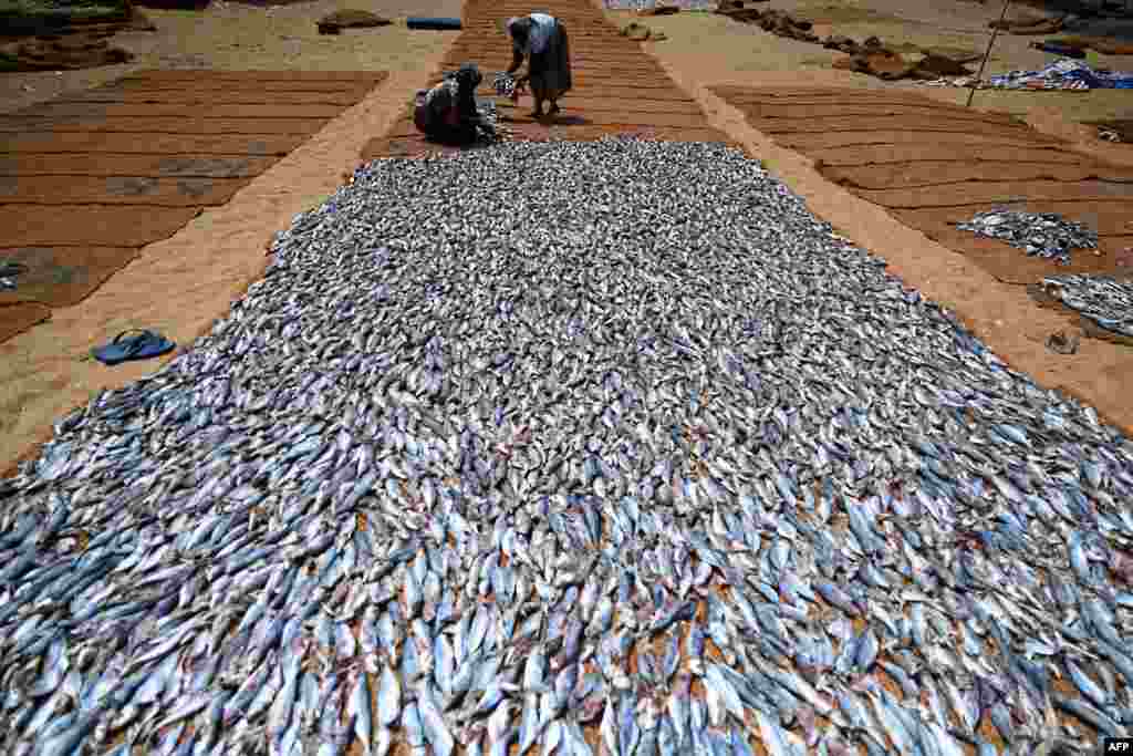 Workers process salted fish at a fishery harbour in Negombo, Sri Lanka.