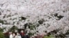Bunga Sakura Jepang Mekar Penuh 