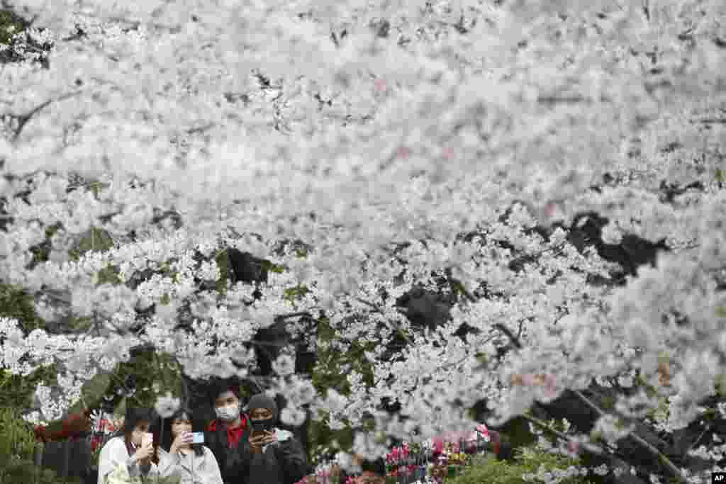 People wearing face masks stroll under cherry blossoms in full bloom at the Zojoji temple in Tokyo, Japan.