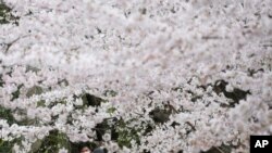 Sejumlah orang tampak mengenakan masker ketika berjalan di bawah pohon sakura yang bermekaran di Kuil Zojoji yang terletak di Tokyo, Jepang, pada 29 Maret 2022. (Foto: AP/Koji Sasahara)