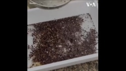  研究人员在人体血液中首次发现微塑料颗