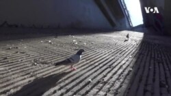 VOA英语视频: 以鸽子为师 研发城市无人送货飞机