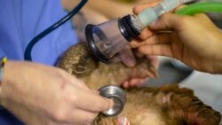 Veterinary nurse, Alicia Abbott, of the African Pangolin Working Group in South Africa examines a pangolin, at a Wildlife Veterinary Hospital in Johannesburg, South Africa, Sunday, Oct. 18, 2020. (AP Photo/Themba Hadebe)