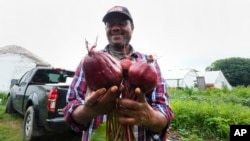 FILE - Farmer Sylvain Bukasa, a refugee from Democratic Republic of the Congo, smiles while showing the beets grown on his plot at Fresh Start Farm, Aug. 19, 2024, in Dunbarton, NH.