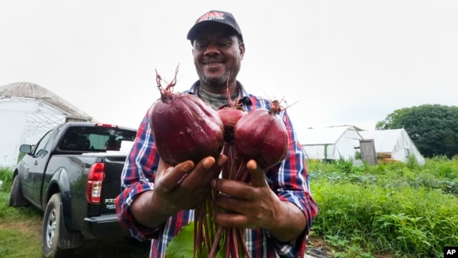 FILE - Farmer Sylvain Bukasa, a refugee from Democratic Republic of the Congo, smiles while showing the beets grown on his plot at Fresh Start Farm, Aug. 19, 2024, in Dunbarton, NH.