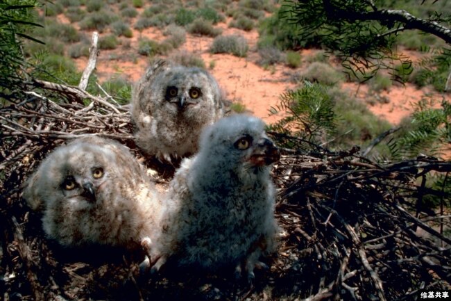 Great horned owl chicks sit in their nest