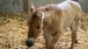 San Diego Zoo Clones Endangered Horse