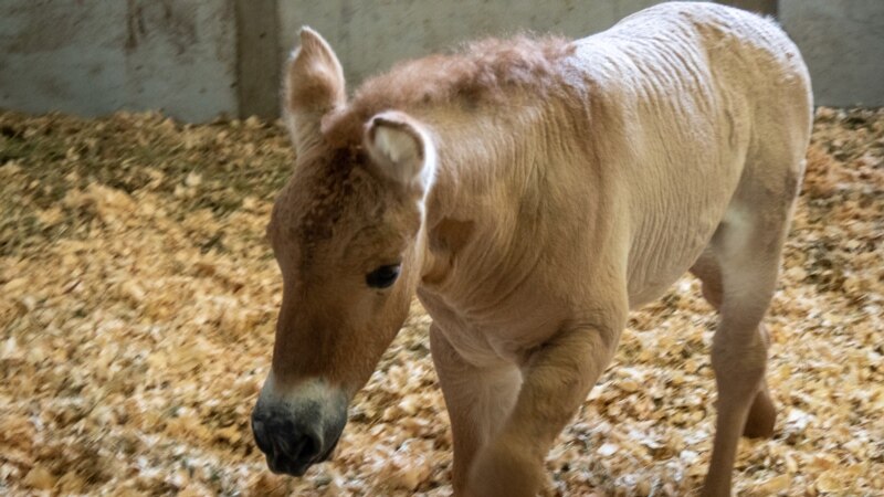 San Diego Zoo Clones Endangered Horse