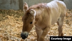 Kurt looks and acts like any other baby horse. But the Przewalski’s horse differs from every other baby horse in the world in a major way: Kurt is a clone. (Photo courtesy of ViaGen Pets & Equine)