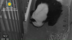 Male Panda Cub Thriving at Washington's National Zoo