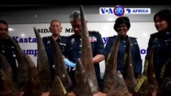 Manchetes Africanas 10 Abril 2017: Malásia apreende cornos de riso idos de Moçambique