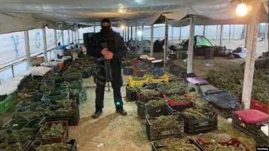 Marijuana e sekuestruar në zonën e Beratit