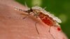 ARCHIVO - Mosquito del género anófeles obtiene sangre a través de la picadura a un humano.