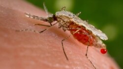 Autoridades de salud y expertos afirman que el brote de malaria en EEUU puede ser controlado