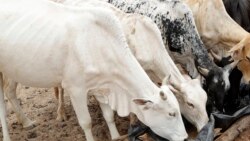 Ezamasiko: Sixoxa Ngokulaya Owesifazana Osesiya Kwenda
