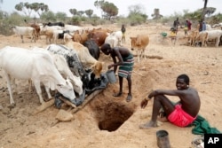 Samburu men give cows water in Kom village, Samburu County, Kenya on Saturday, Oct. 15, 2022. Generations of East Africans have tapped groundwater in the desert to survive in parched lands as droughts are worsening due to climate change. (AP Photo/Brian Inganga)