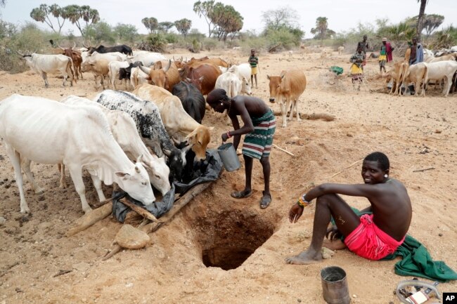 Samburu men give cows water in Kom village, Samburu County, Kenya on Saturday, Oct. 15, 2022. Generations of East Africans have tapped groundwater in the desert to survive in parched lands as droughts are worsening due to climate change. (AP Photo/Brian Inganga)