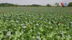 ملګرو ملتونو ویلي چې د اپرېل په میاشت کې د طالبانو د بندیز باوجود په افغانستان کې د کوکنارو په کر کې دوه دېرش سلنه اضافه شوې. 