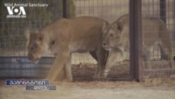 უკრაინელი ლომების გზა ოდესიდან კოლორადომდე