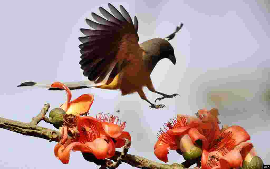 A Rufous Treepie bird (Dendrocitta Vagabunda) flies among Simolu flowers in a tree on the outskirts of Guwahati, India.