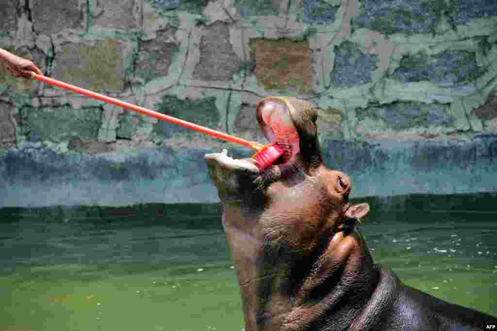 중국 산동성 동부 &#39;칭다오야생동물원&#39; 에서 하마가 양치질을 하기 위해 입을 벌리고 있다.