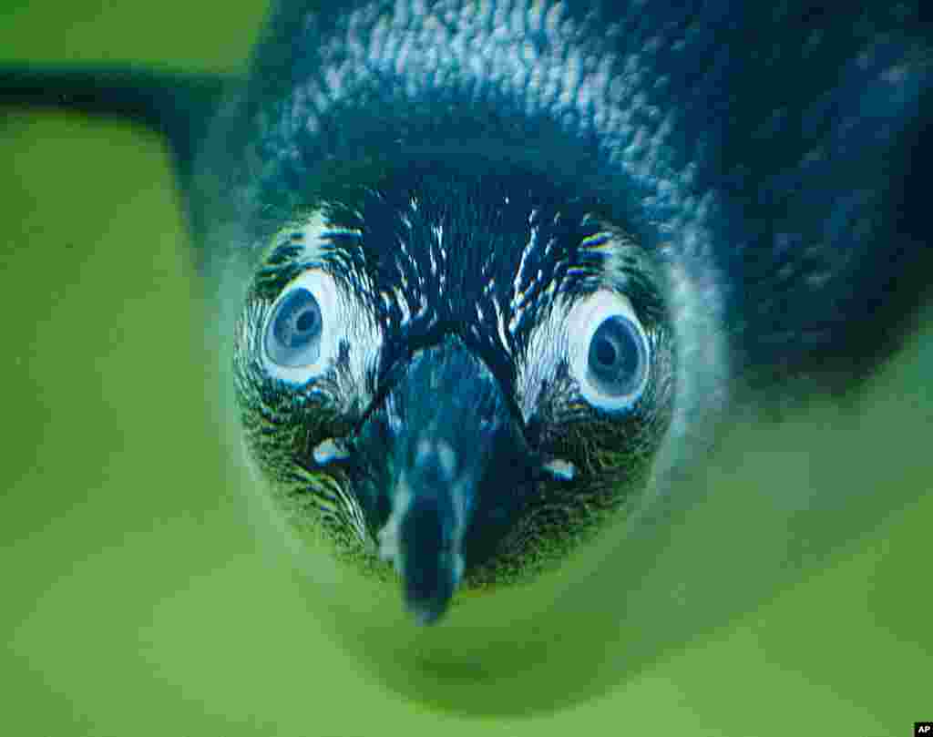 A jackass penguin dives in the zoo in Kronberg near Frankfurt, Germany.