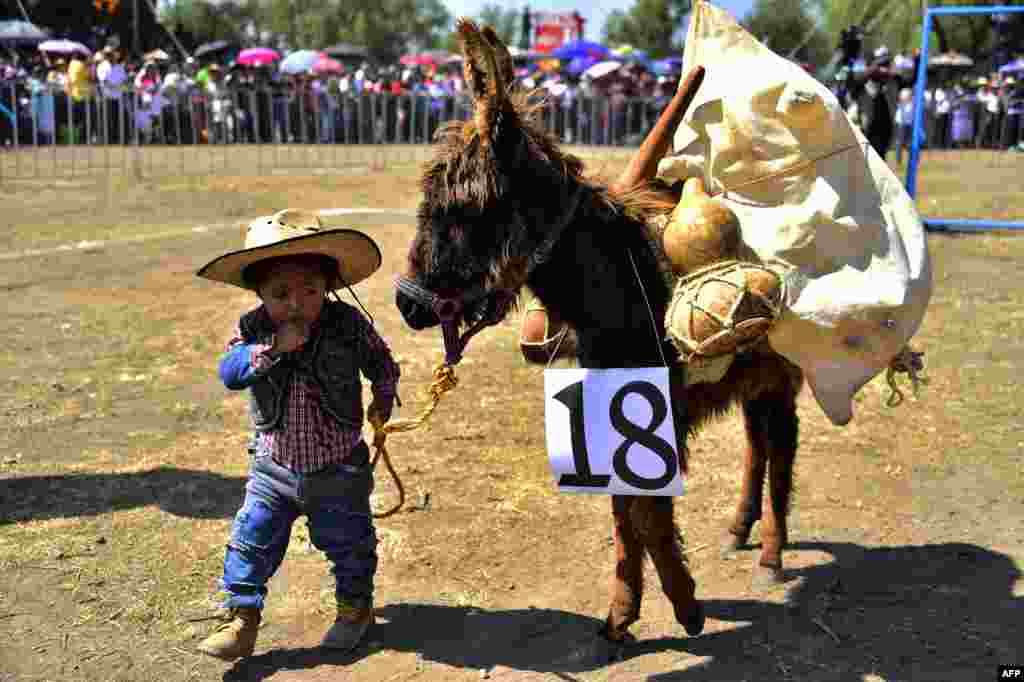 جشنواره الاغ در مکزیک. مردم در روز اول ماه مه از الاغ بدلیل سخت کوشی و کمک در فعالیتهای دشوار به انسان قدردانی می کنند. &nbsp;